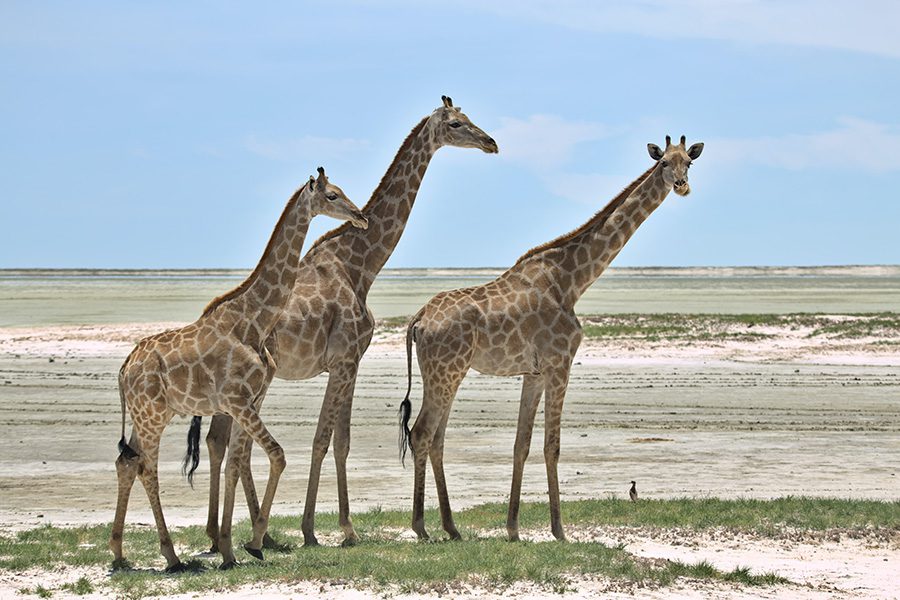 Three giraffes in Namibia.
