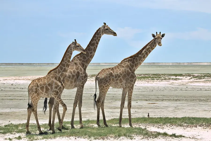 Three giraffes in Namibia.