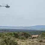 Rhino conservation safari.
