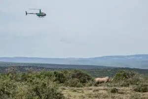 Rhino conservation safari.