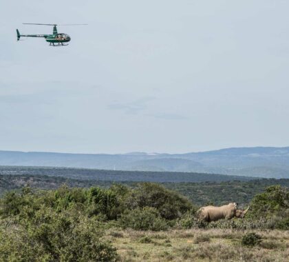 Rhino conservation safari.