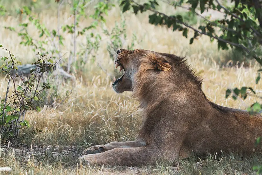 Lion in a national park in Namibia.