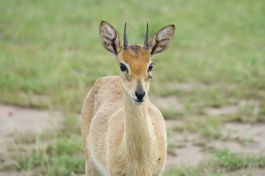 Oribi in Namibia.