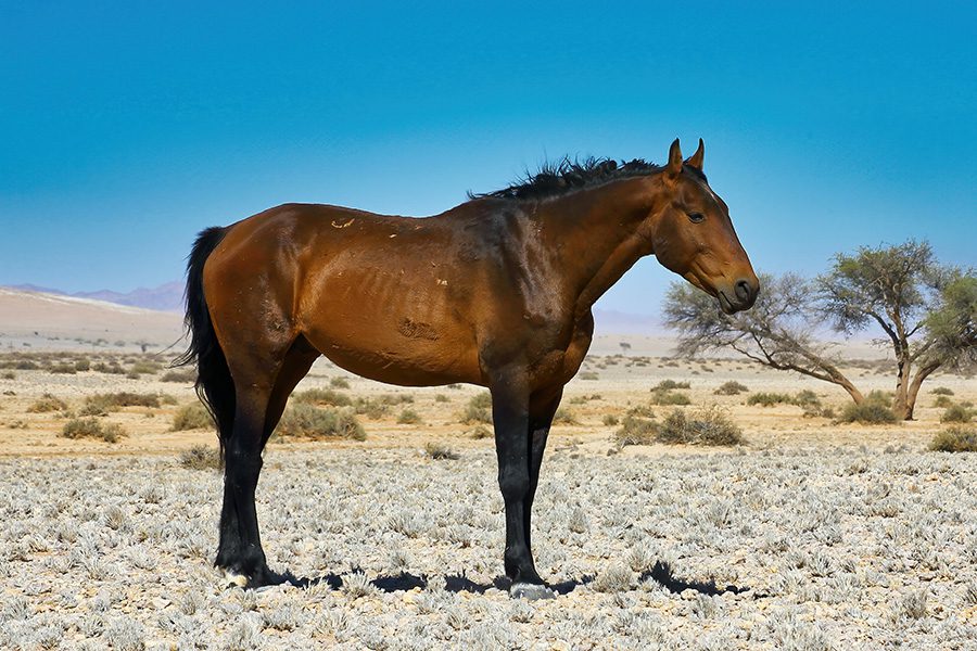 Wild horse in Namibia.