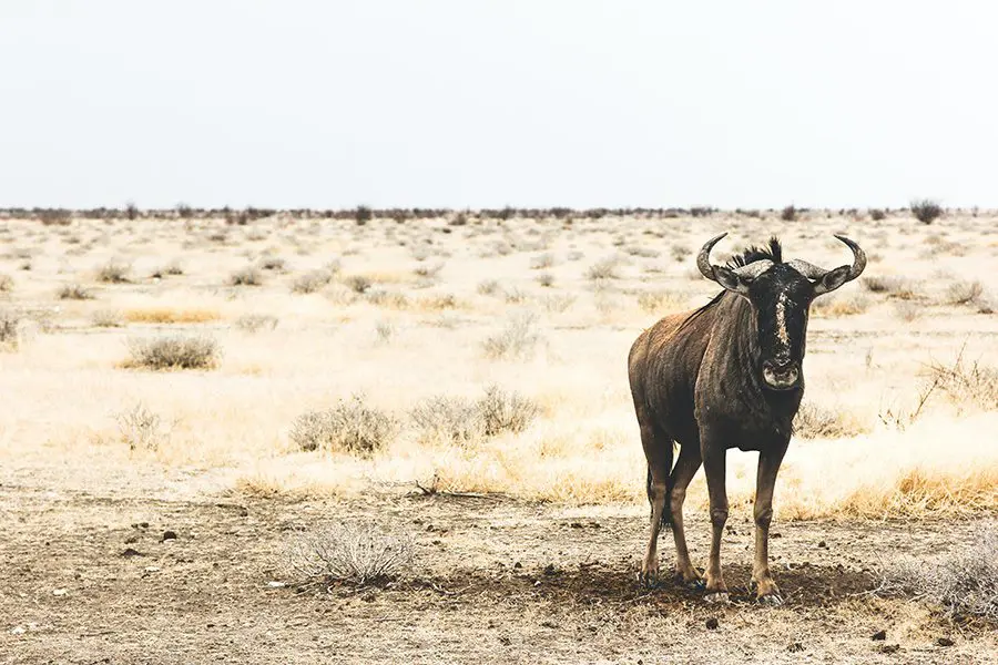 Blue wildebeest in Namibia.