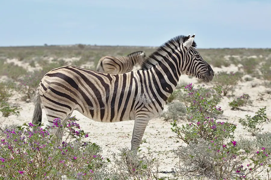 Zebra in Namibia.