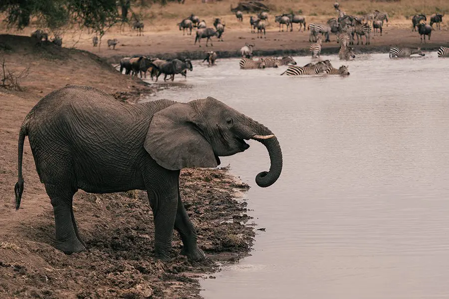 Elefantes, cebras y ñus beben en una charca del Parque Nacional de Tarangire, Tanzania.