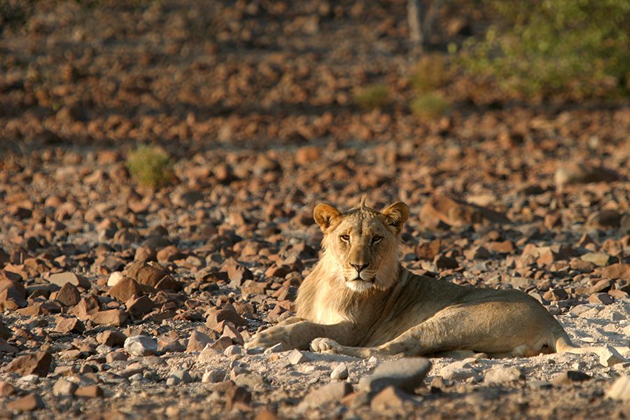 A desert-adapted lion at Entendeka Mountain Camp in Namibia | Go2Africa