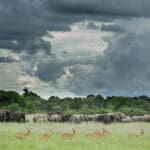 Incredible game viewing and photographic opportunities.