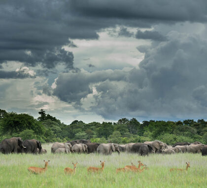 Incredible game viewing and photographic opportunities.