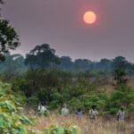 Guided walking safaris.