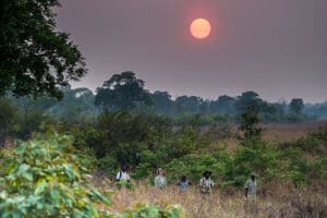 Guided walking safaris.