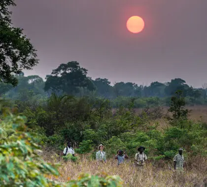 Guided walking safaris.