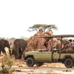 Elephants spotted standing near a baobab tree on a game drive in Ruaha National Park, Tanzania.