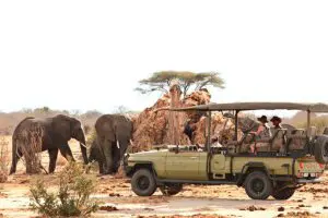 Elephants spotted standing near a baobab tree on a game drive in Ruaha National Park, Tanzania.
