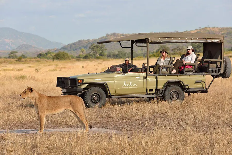 Lioness is spotted on a game drive in Ruaha National Park, Tanzania.