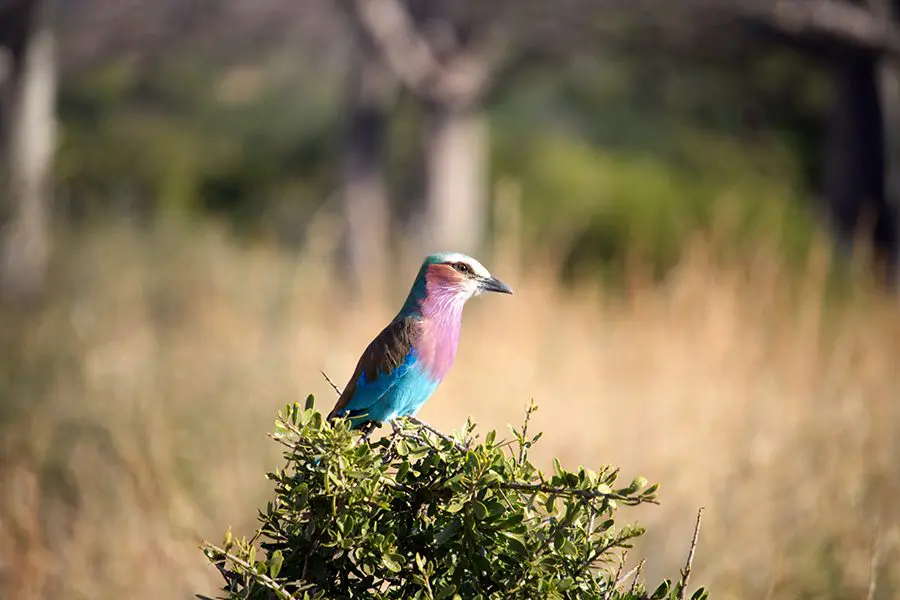 Carraca pecholila en el Parque Nacional de Ruaha, Tanzania.