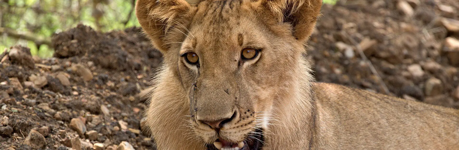 Avistamiento de leones en el Parque Nacional Nyerere, Tanzania | Go2Africa