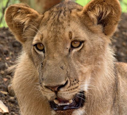 Nyerere National Park lion sighting, Tanzania | Go2Africa