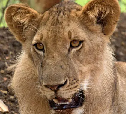 León (Panthera leo somaliensis). Parque Nacional Nyerere. Tanzania. África.