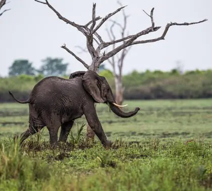 roho-ya-selous-elephant_900x600