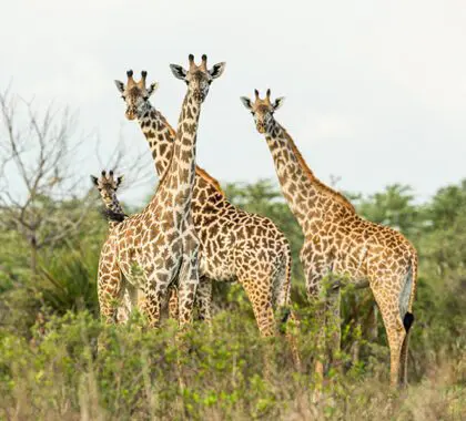 roho-ya-selous-giraffes_900x600