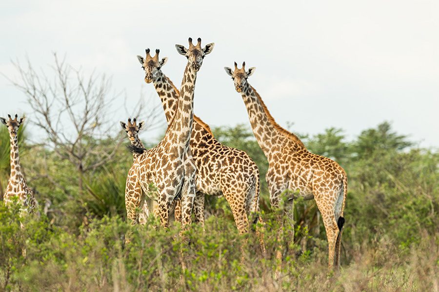 roho-ya-selous-giraffes_900x600