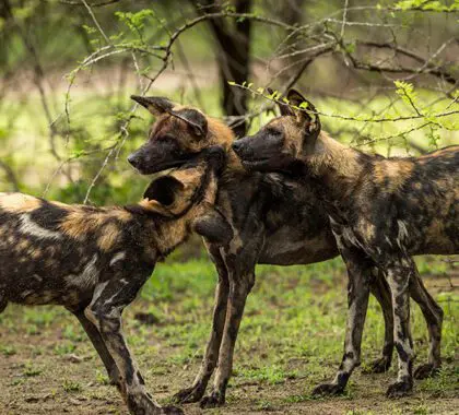 roho-ya-selous-wild-dogs_900x600