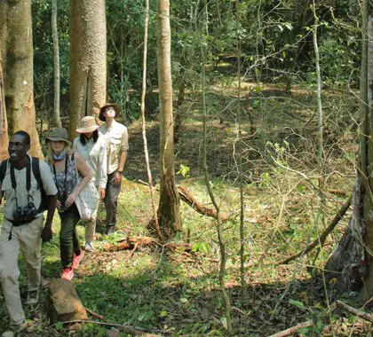 Explorar la isla en un paseo guiado por la isla de Rubondo.