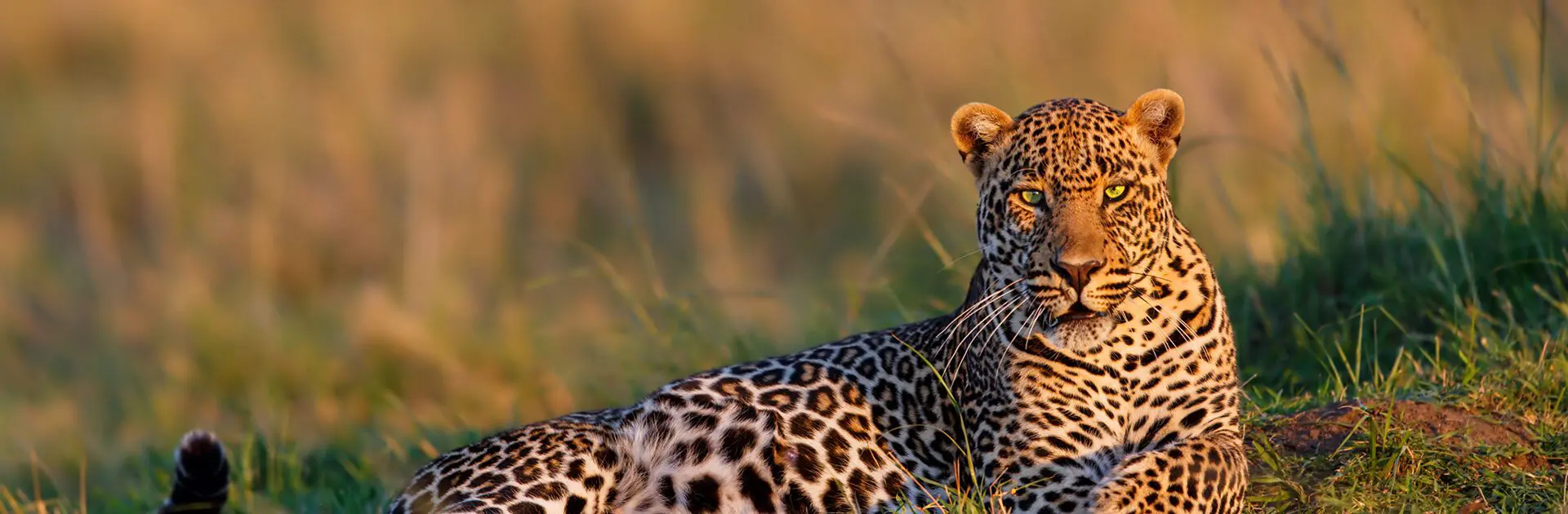 Männlicher Leopard in der Masai Mara, Kenia | Go2Africa