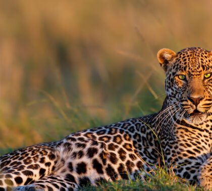 Male leopard in the Masai Mara, Kenya | Go2Africa