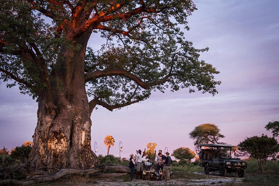 Game drives at Mombo Camp in Botswana | Go2Africa