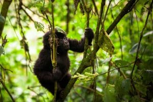 Gorila bebé en el Parque Nacional Impenetrable de Bwindi, África Oriental | Go2Africa