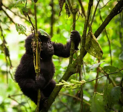 Gorila bebé en el Parque Nacional Impenetrable de Bwindi, África Oriental | Go2Africa