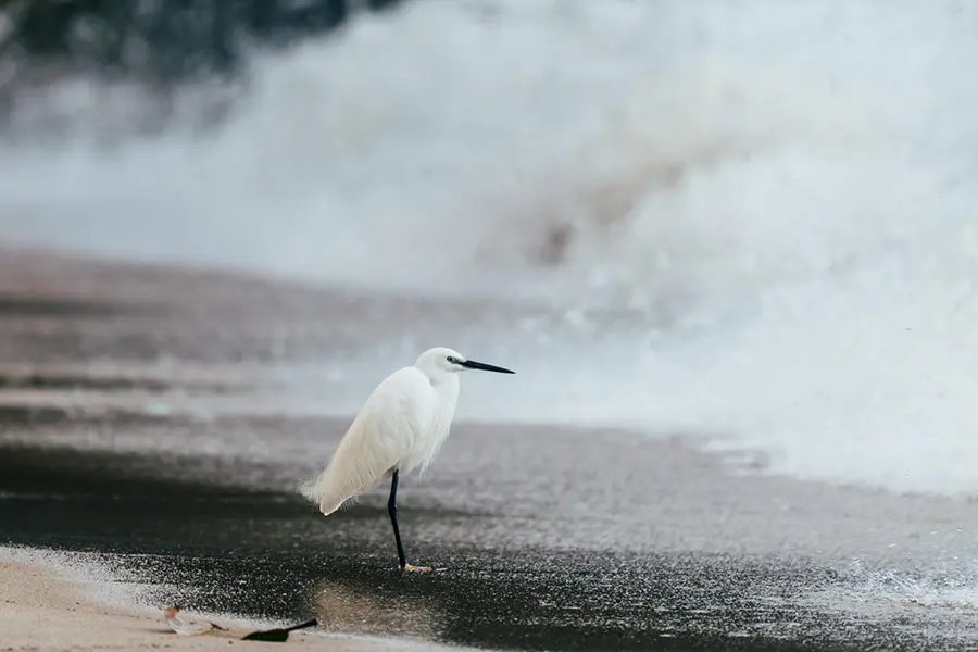Egret sits on the shore of a beach in Rubondo National Park, Tanzania.