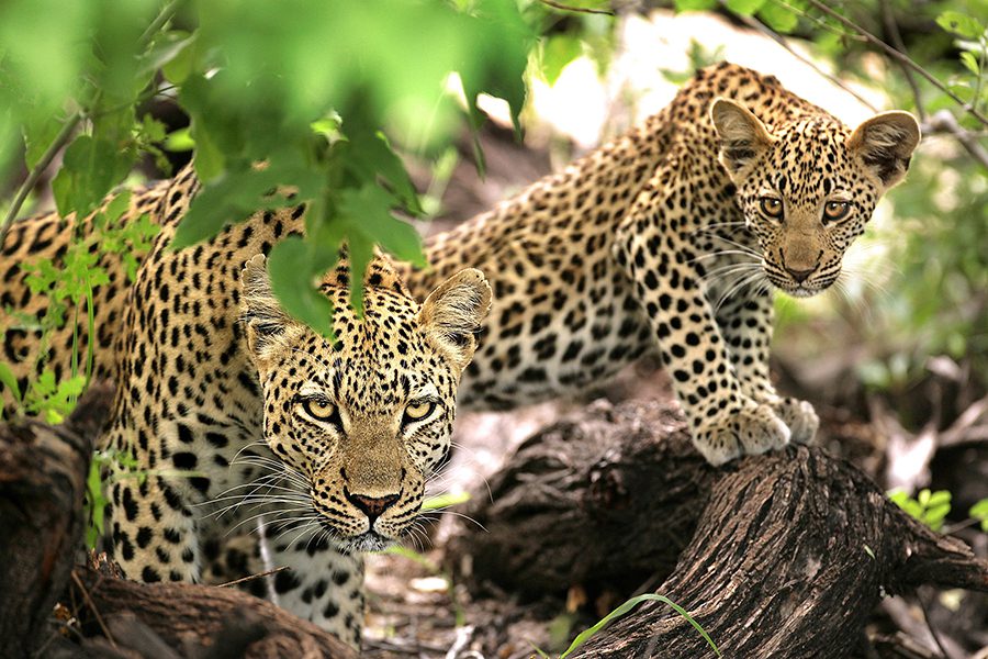 A spotted leopard and her adorable cub crouch behind lush greenery, both gazing directly at the camera. The cub mimics its mother's protective posture, a moment captured during a Kruger Game Drive. Kruger National Park, South Africa