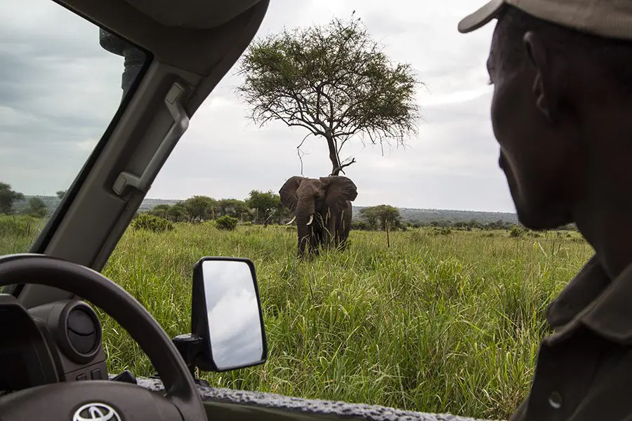 Elefante avistado durante un safari en el Parque Nacional de Tarangire, Tanzania.