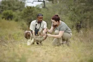 roho_ya_selous_walking_safari_-_guide_showing_off_a_hippos_skull_900x600