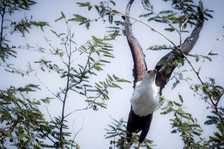 Fish Eagle takes off into the sky in Rubondo Island National Park, Tanzania.