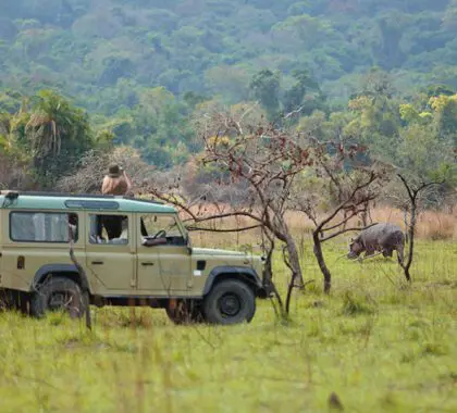 Hippo spotted on game drive in a safari 4x4 vehicle in Rubondo National Park, Tanzania.
