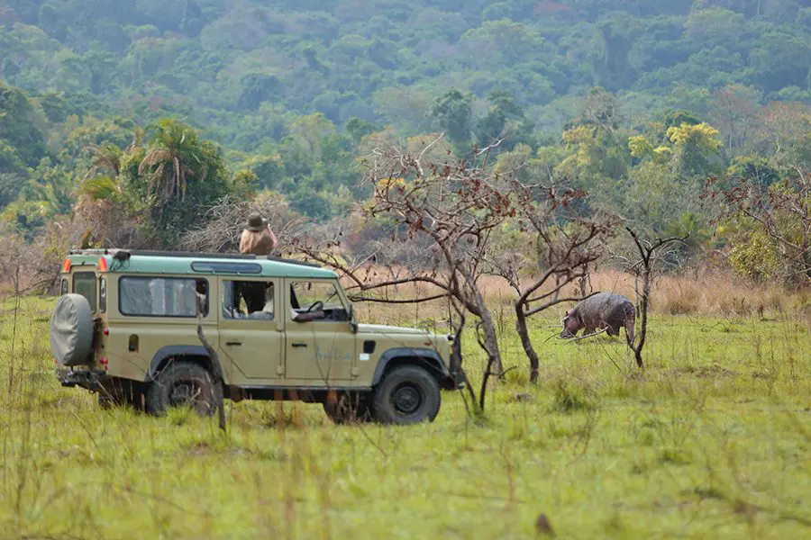 Hippo spotted on game drive in a safari 4x4 vehicle in Rubondo National Park, Tanzania.