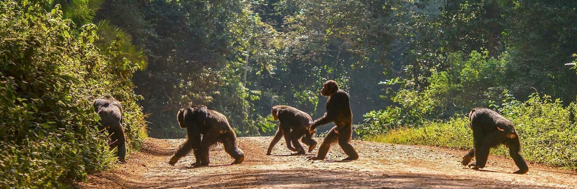 Chimpansees lopen over een pad in regenwoud in Afrika.