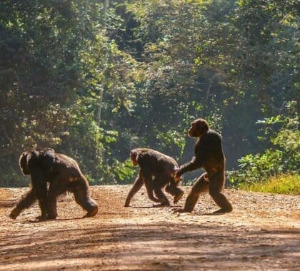 Chimpancés caminando por un sendero en la selva tropical de África.