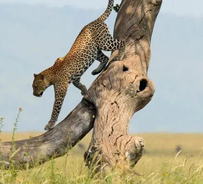 top-safari-marcas-14