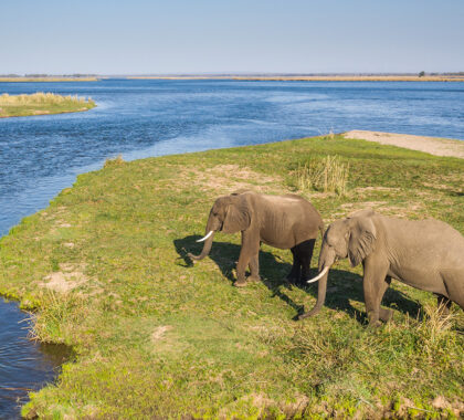 chiawa-safaris-boat-cruise-elephant-sighting-1