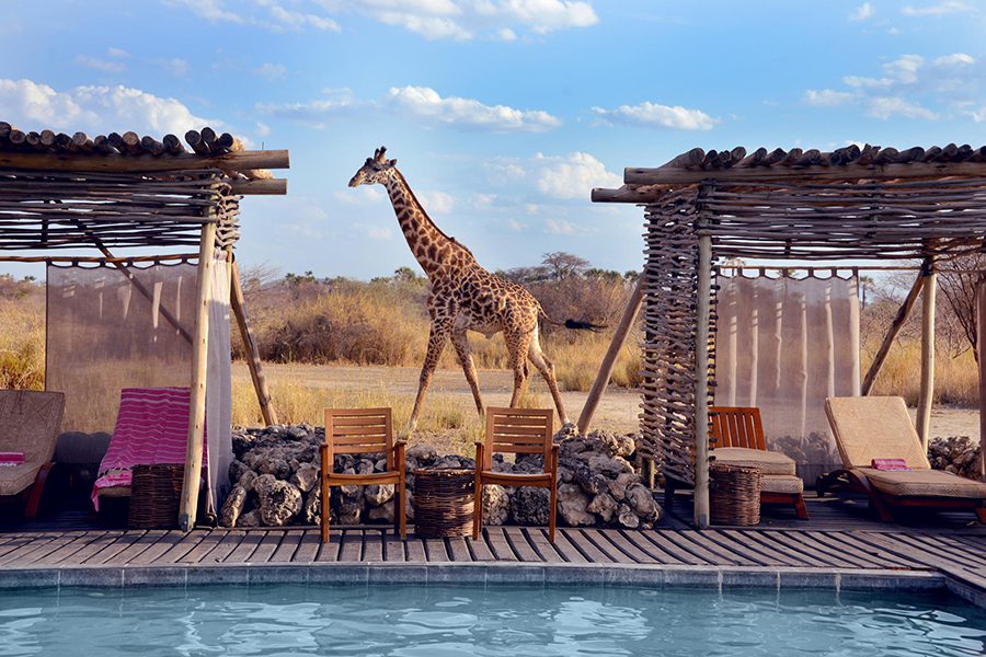 A giraffe walks between two shaded poolside structures at Chem Chem Lodge | Go2Africa