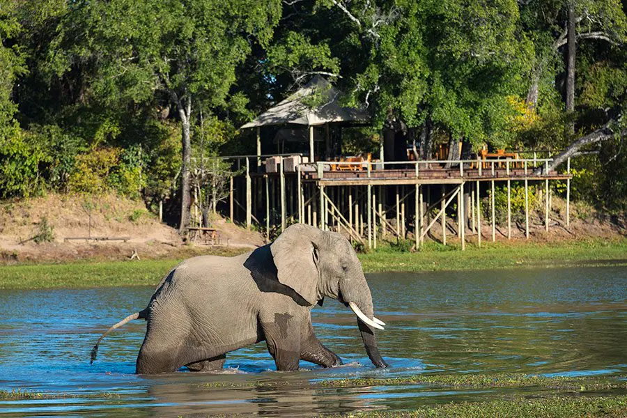 elefante-delante-de-chindeni-bushcamp-3