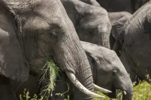 grandes elefantes-herederos-en-ol-kinyei-conservancy
