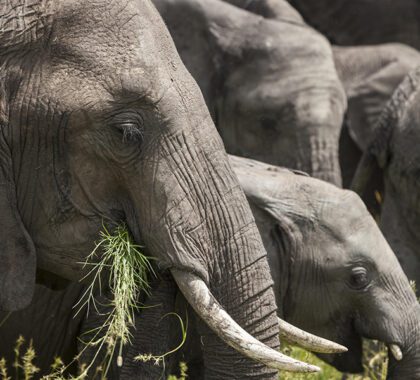 large-elephant-herds-in-ol-kinyei-conservancy