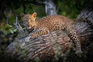 Leopard-10